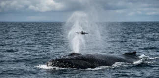 Drone coleta microrganismos no esguicho de baleias e associa o material à saúde sem tocar nos animais ameaçados Drone coleta microrganismos no esguicho de baleias e associa o material à saúde sem tocar nos animais ameaçados