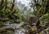 Pesquisadores descrevem novo rato semiaquático na floresta de neblina do Peru, onde nascem cursos ligados à bacia Amazônica Pesquisadores descrevem novo rato semiaquático na floresta de neblina do Peru, onde nascem cursos ligados à bacia Amazônica