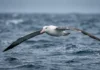 Estudo mostra que maioria das aves voa com asas não otimizadas e até o albatroz carrega um compromisso evolutivo Estudo mostra que maioria das aves voa com asas não otimizadas e até o albatroz carrega um compromisso evolutivo