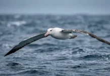 Estudo mostra que maioria das aves voa com asas não otimizadas e até o albatroz carrega um compromisso evolutivo Estudo mostra que maioria das aves voa com asas não otimizadas e até o albatroz carrega um compromisso evolutivo