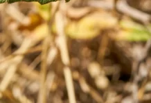 Calor reduz a sobrevivência de insetos, mas pode acelerar a reprodução e complicar a previsão de surtos de pragas e mosquitos Calor reduz a sobrevivência de insetos, mas pode acelerar a reprodução e complicar a previsão de surtos de pragas e mosquitos