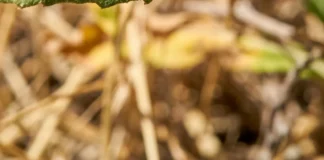 Calor reduz a sobrevivência de insetos, mas pode acelerar a reprodução e complicar a previsão de surtos de pragas e mosquitos Calor reduz a sobrevivência de insetos, mas pode acelerar a reprodução e complicar a previsão de surtos de pragas e mosquitos