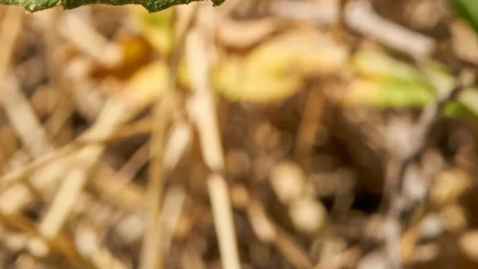 Calor reduz a sobrevivência de insetos, mas pode acelerar a reprodução e complicar a previsão de surtos de pragas e mosquitos