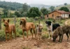 Estudo identifica variantes de DNA que alongam orelhas de cães e ajudam a explicar como a seleção humana moldou raças Estudo identifica variantes de DNA que alongam orelhas de cães e ajudam a explicar como a seleção humana moldou raças