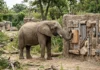 Engenheiros da Georgia Tech criam parede sonora para elefantes africanos, e animais do Zoo Atlanta adotam a estrutura como enriquecimento Engenheiros da Georgia Tech criam parede sonora para elefantes africanos, e animais do Zoo Atlanta adotam a estrutura como enriquecimento