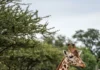 Girafa de zoológico se torna híbrida, e linhagem selvagem perde a população de segurança que poderia reforçar sua sobrevivência Girafa de zoológico se torna híbrida, e linhagem selvagem perde a população de segurança que poderia reforçar sua sobrevivência