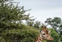 Girafa de zoológico se torna híbrida, e linhagem selvagem perde a população de segurança que poderia reforçar sua sobrevivência Girafa de zoológico se torna híbrida, e linhagem selvagem perde a população de segurança que poderia reforçar sua sobrevivência