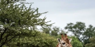 Girafa de zoológico se torna híbrida, e linhagem selvagem perde a população de segurança que poderia reforçar sua sobrevivência Girafa de zoológico se torna híbrida, e linhagem selvagem perde a população de segurança que poderia reforçar sua sobrevivência