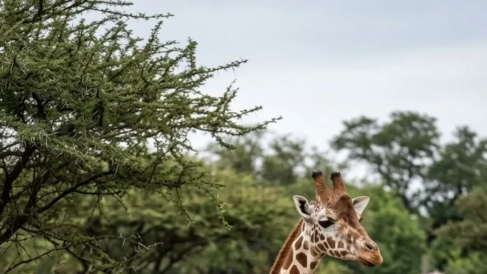 Girafa de zoológico se torna híbrida, e linhagem selvagem perde a população de segurança que poderia reforçar sua sobrevivência Girafa de zoológico se torna híbrida, e linhagem selvagem perde a população de segurança que poderia reforçar sua sobrevivência