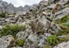 Pika americana perde espaço térmico, assobia aos caminhantes e fica sem altitude para escapar do aquecimento Pika americana perde espaço térmico, assobia aos caminhantes e fica sem altitude para escapar do aquecimento
