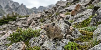 Pika americana perde espaço térmico, assobia aos caminhantes e fica sem altitude para escapar do aquecimento Pika americana perde espaço térmico, assobia aos caminhantes e fica sem altitude para escapar do aquecimento