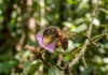 Polinizadores sustentam plantas diversas e sua perda pode fechar um vórtice de extinção entre flores e abelhas Polinizadores sustentam plantas diversas e sua perda pode fechar um vórtice de extinção entre flores e abelhas