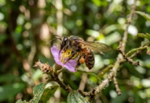 Polinizadores sustentam plantas diversas e sua perda pode fechar um vórtice de extinção entre flores e abelhas Polinizadores sustentam plantas diversas e sua perda pode fechar um vórtice de extinção entre flores e abelhas