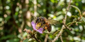Polinizadores sustentam plantas diversas e sua perda pode fechar um vórtice de extinção entre flores e abelhas Polinizadores sustentam plantas diversas e sua perda pode fechar um vórtice de extinção entre flores e abelhas