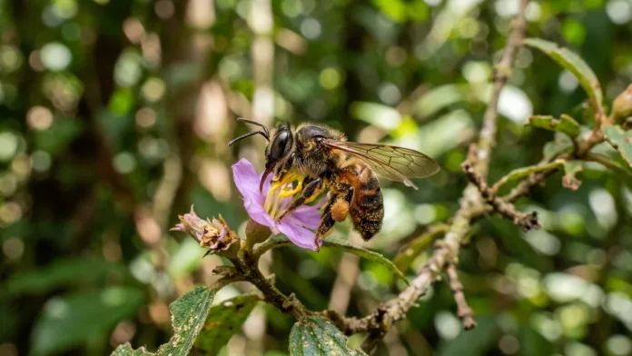 Polinizadores sustentam plantas diversas e sua perda pode fechar um vórtice de extinção entre flores e abelhas Polinizadores sustentam plantas diversas e sua perda pode fechar um vórtice de extinção entre flores e abelhas
