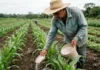 Senado aprova Profert, reduz dependência de fertilizantes e pode destravar projeto de potássio no Amazonas Senado aprova Profert, reduz dependência de fertilizantes e pode destravar projeto de potássio no Amazonas