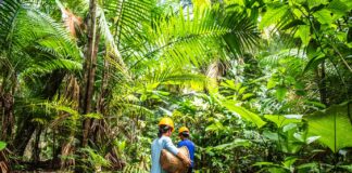 Amazon leva produtos da floresta ao e-commerce, alcança 5 mil produtores e amplia renda na Amazônia Amazon leva produtos da floresta ao e-commerce, alcança 5 mil produtores e amplia renda na Amazônia