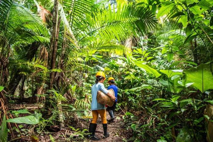 Amazon leva produtos da floresta ao e-commerce, alcança 5 mil produtores e amplia renda na Amazônia Amazon leva produtos da floresta ao e-commerce, alcança 5 mil produtores e amplia renda na Amazônia
