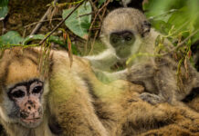 Fósseis de 11 milhões de anos no Acre revelam antepassados do maior macaco das Américas Fósseis de 11 milhões de anos no Acre revelam antepassados do maior macaco das Américas