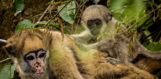 Fósseis de 11 milhões de anos no Acre revelam antepassados do maior macaco das Américas Fósseis de 11 milhões de anos no Acre revelam antepassados do maior macaco das Américas