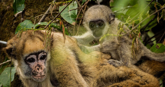 Fósseis de 11 milhões de anos no Acre revelam antepassados do maior macaco das Américas Fósseis de 11 milhões de anos no Acre revelam antepassados do maior macaco das Américas