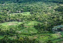 Panará catalogam quase 15 mil animais e plantas em 500 mil hectares e revelam árvore ainda desconhecida Panará catalogam quase 15 mil animais e plantas em 500 mil hectares e revelam árvore ainda desconhecida