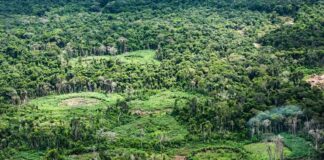 Panará catalogam quase 15 mil animais e plantas em 500 mil hectares e revelam árvore ainda desconhecida Panará catalogam quase 15 mil animais e plantas em 500 mil hectares e revelam árvore ainda desconhecida