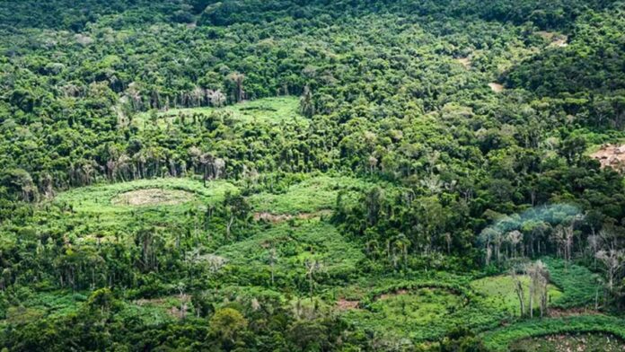 Panará catalogam quase 15 mil animais e plantas em 500 mil hectares e revelam árvore ainda desconhecida Panará catalogam quase 15 mil animais e plantas em 500 mil hectares e revelam árvore ainda desconhecida