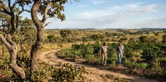 Cerrado das Águas reúne rivais, agricultores e universidades para recuperar rios e tornar o café mais resiliente Cerrado das Águas reúne rivais, agricultores e universidades para recuperar rios e tornar o café mais resiliente
