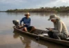 Plano no Amazonas usa sensores e ribeirinhos após 209 botos morrerem na seca extrema de 2023 e 2024 Plano no Amazonas usa sensores e ribeirinhos após 209 botos morrerem na seca extrema de 2023 e 2024