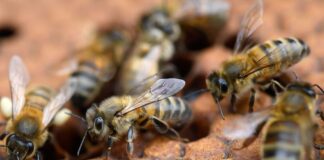 Seca prolongada reduz flores na Holanda, leva apicultores a dar açúcar às abelhas e ameaça o mel Seca prolongada reduz flores na Holanda, leva apicultores a dar açúcar às abelhas e ameaça o mel