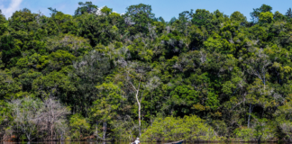 Edital Floresta+ Amazônia abre apoio a projetos locais e reúne proponentes em sessão técnica nesta quinta Edital Floresta+ Amazônia abre apoio a projetos locais e reúne proponentes em sessão técnica nesta quinta