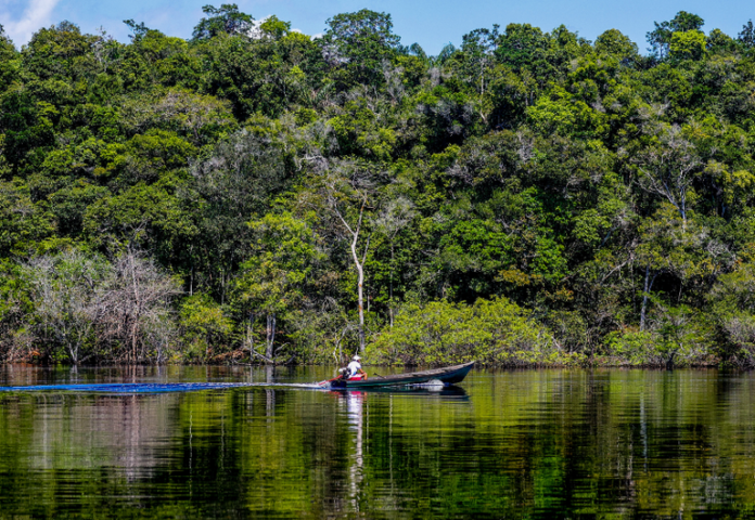 Edital Floresta+ Amazônia abre apoio a projetos locais e reúne proponentes em sessão técnica nesta quinta