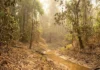 El Niño pode atingir pico no pior período para a Amazônia e elevar risco de seca, fogo e crise agrícola El Niño pode atingir pico no pior período para a Amazônia e elevar risco de seca, fogo e crise agrícola