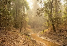 El Niño pode atingir pico no pior período para a Amazônia e elevar risco de seca, fogo e crise agrícola El Niño pode atingir pico no pior período para a Amazônia e elevar risco de seca, fogo e crise agrícola