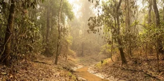 El Niño pode atingir pico no pior período para a Amazônia e elevar risco de seca, fogo e crise agrícola El Niño pode atingir pico no pior período para a Amazônia e elevar risco de seca, fogo e crise agrícola
