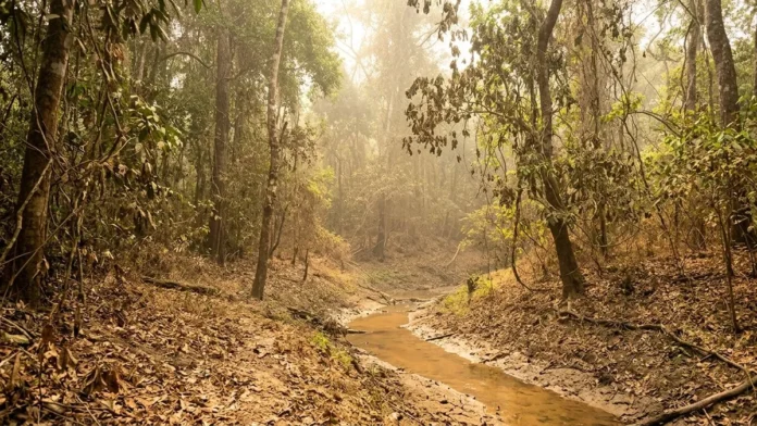 El Niño pode atingir pico no pior período para a Amazônia e elevar risco de seca, fogo e crise agrícola El Niño pode atingir pico no pior período para a Amazônia e elevar risco de seca, fogo e crise agrícola