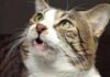 Expressões de Gatos ao cheirar urina, e até 13 gorduras nos rins podem resolver mistério de 100 anos Expressões de Gatos ao cheirar urina, e até 13 gorduras nos rins podem resolver mistério de 100 anos