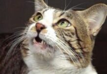 Expressões de Gatos ao cheirar urina, e até 13 gorduras nos rins podem resolver mistério de 100 anos Expressões de Gatos ao cheirar urina, e até 13 gorduras nos rins podem resolver mistério de 100 anos