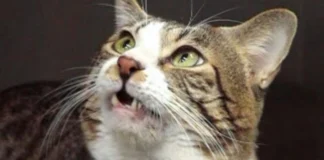 Expressões de Gatos ao cheirar urina, e até 13 gorduras nos rins podem resolver mistério de 100 anos Expressões de Gatos ao cheirar urina, e até 13 gorduras nos rins podem resolver mistério de 100 anos