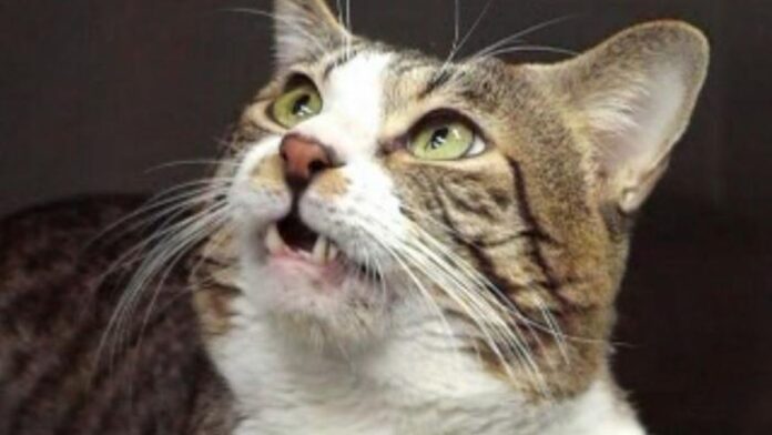 Expressões de Gatos ao cheirar urina, e até 13 gorduras nos rins podem resolver mistério de 100 anos Expressões de Gatos ao cheirar urina, e até 13 gorduras nos rins podem resolver mistério de 100 anos
