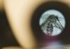Bactérias da pele ajudam a explicar por que cada espécie de mosquito escolhe vítimas diferentes Bactérias da pele ajudam a explicar por que cada espécie de mosquito escolhe vítimas diferentes