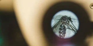 Bactérias da pele ajudam a explicar por que cada espécie de mosquito escolhe vítimas diferentes Bactérias da pele ajudam a explicar por que cada espécie de mosquito escolhe vítimas diferentes