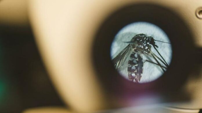 Bactérias da pele ajudam a explicar por que cada espécie de mosquito escolhe vítimas diferentes