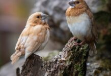 Canários aprendem cantos com padrões da linguagem humana, e baleias jubarte repetem a mesma estrutura Canários aprendem cantos com padrões da linguagem humana, e baleias jubarte repetem a mesma estrutura