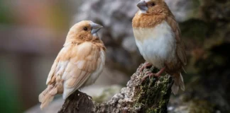 Canários aprendem cantos com padrões da linguagem humana, e baleias jubarte repetem a mesma estrutura Canários aprendem cantos com padrões da linguagem humana, e baleias jubarte repetem a mesma estrutura