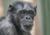 Sorriso de cães, gatos e chimpanzés pode esconder medo, alerta ou cansaço, e não apenas felicidade Sorriso de cães, gatos e chimpanzés pode esconder medo, alerta ou cansaço, e não apenas felicidade