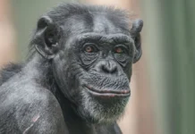 Sorriso de cães, gatos e chimpanzés pode esconder medo, alerta ou cansaço, e não apenas felicidade Sorriso de cães, gatos e chimpanzés pode esconder medo, alerta ou cansaço, e não apenas felicidade