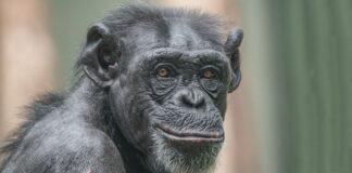 Sorriso de cães, gatos e chimpanzés pode esconder medo, alerta ou cansaço, e não apenas felicidade Sorriso de cães, gatos e chimpanzés pode esconder medo, alerta ou cansaço, e não apenas felicidade