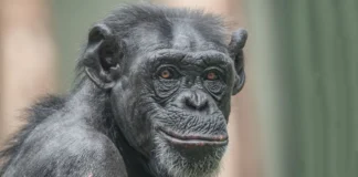 Sorriso de cães, gatos e chimpanzés pode esconder medo, alerta ou cansaço, e não apenas felicidade Sorriso de cães, gatos e chimpanzés pode esconder medo, alerta ou cansaço, e não apenas felicidade